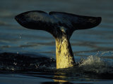 Tail Flukes of a Diving Narwhal, Monodon Monoceros
