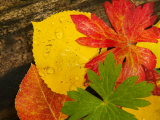 Buy Close-Up of Autumn Leaves, Santa Fe, New Mexico, USA at AllPosters.com
