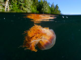 Lion's Mane Jellyfish Swimming, Vancouver Island, British Columbia, Canada