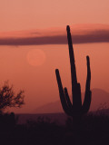 Buy Desert Scene with Full Moon and Saguaro Cactus at Sunset, Saguaro National Monument, Arizona at AllPosters.com