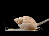 White Snail, Family Nassariidae, Crawling on its Strong Muscular Foot