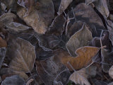 Dry Willow Leaves Touched with Frost, Southeast Alaska