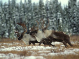 Trio of Caribou Bulls Migrate, St. Elias National Park, Alaska