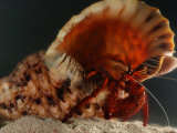 Red Hermit Crab Occupying the Shell of a Giant Triton Snail, Derawan Island, Borneo, Indonesia