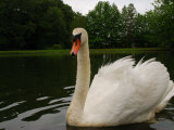 Mute Swan, Cygnus Olor, with its Wings Held Up in a Defensive Posture, Providence, Rhode Island