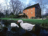 Geese Wading in Front of Colvin Run Mill, Colvin Run Mill, Great Falls, Virginia
