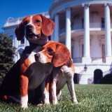 President Lyndon B. Johnson's Pet Beagles, Him and Her, on the White House Lawn