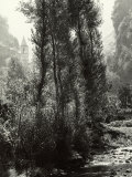 Buy View of a Forest with a Stream at AllPosters.com