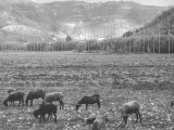 Rams on the Pasture