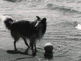 Collie on the Beach