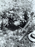 Large Wicker Basket Containing Garden Vegetables and Farmer