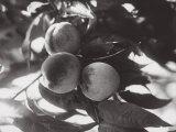 Agrarian Consortiums, Rome. Peaches