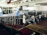 Buy The Inside of the Alemagna Factory, Candied Fruit Production at AllPosters.com