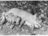 Sow Feeding Her Piglets