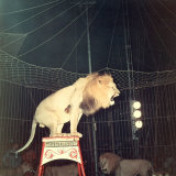 Lion Standing on a Pedestal Inside a Circus Cage Roaring