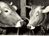 Close-up of Two Cows at a Farm