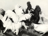 Groups of Roosters and Some Hens on Top of a Cage at a Ranch