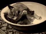 Pippo Wanda Wulz