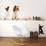 Dogs