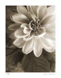 Buy Twilight Dahlia at AllPosters.com