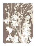 Flower Shadow I