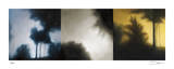 Buy Sunset Forest I at AllPosters.com