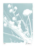 Flower Shadow II