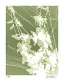 Flower Shadow III