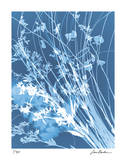 Flower Shadow IV