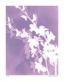 Flower Shadow V