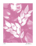 Flower Shadow VI