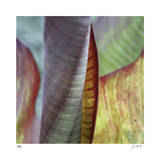 Banana Leaves IV