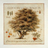 Buy Arbousiers de Maquis at AllPosters.com