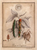Buy Poivre de Cayenne at AllPosters.com