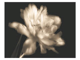 Buy Double Dappled II at AllPosters.com