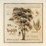 Eucalyptus de Porquerolles