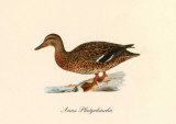 Anas Platyrhincha