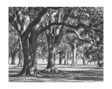 Oak Grove II