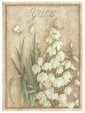 Buy Yuca at AllPosters.com