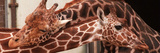 Two New Giraffe Calves Make Their First Apperance at London Zoo, October 1997