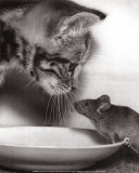 Buy Chaton et Souris at AllPosters.com