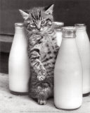 Cat with Bottles of Milk