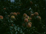 Buy Michigan Peaches at AllPosters.com