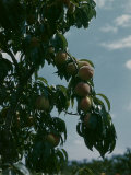 Buy Michigan Peaches at AllPosters.com