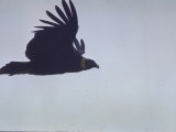 Condor in Flight