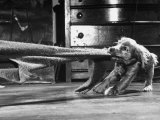 Cocker Spaniel Playing with Blanket