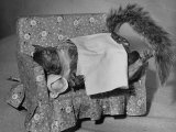 Tommy Tucker the Squirrel Sleeping on a Tiny Couch