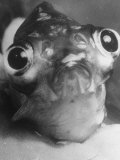 Buy Magnified Frontal Closeup on Bugeyed Head of Fish at AllPosters.com