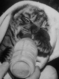 Tiger Cub Drinking Milk from a Bottle