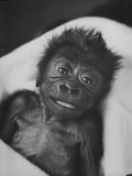 Buy Newborn Gorilla Born in an Ohio Zoo Posing for a Picture at AllPosters.com